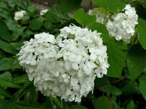 hydrangea  flower  heart