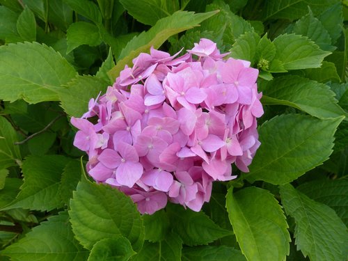 hydrangea  pink  flower