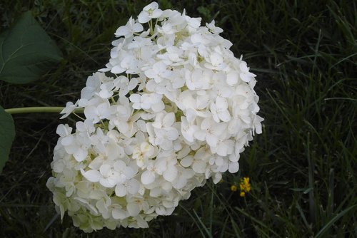 hydrangea  garden  flower