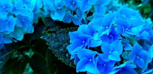 hydrangea  blue  flowers