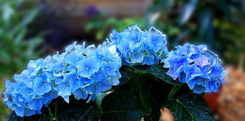 hydrangea  blue  nature