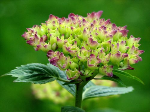 hydrangea bloom grow