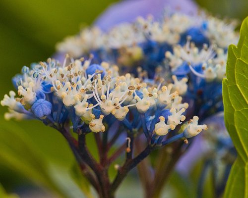hydrangea  blue  nature