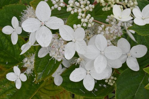 hydrangea  white  flower