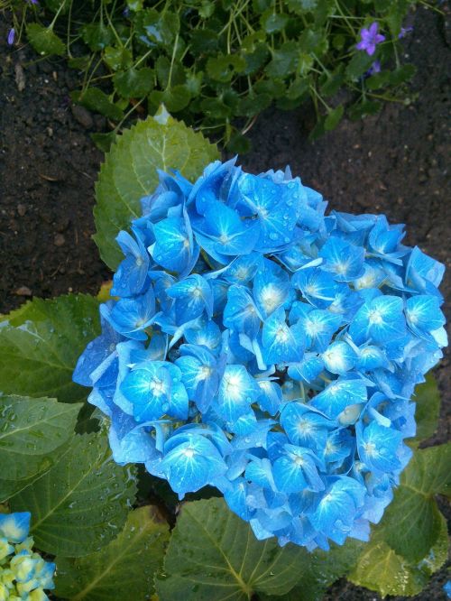 hydrangea blue garden
