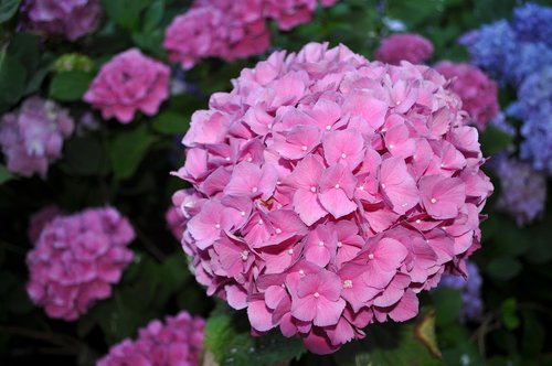 hydrangea  pink  bloom