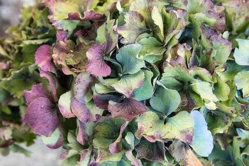 hydrangea  flower  plant