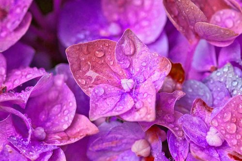 hydrangea  flowers  close up
