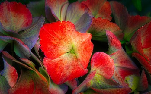 hydrangea  flowers  colorful