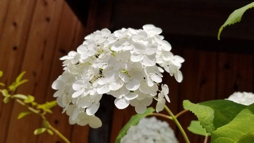 hydrangea  summer  white