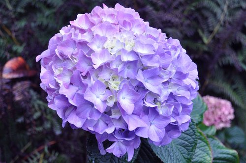 hydrangea  lavender hydrangea  lavender