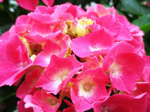 hydrangea flowers bush