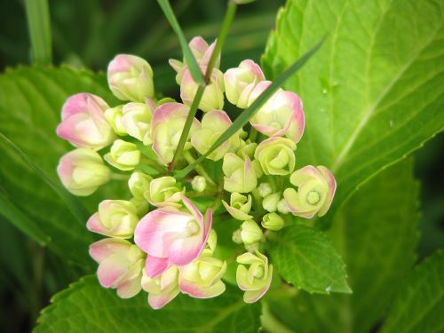 hydrangea bloom grow