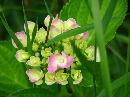 hydrangea bloom grow