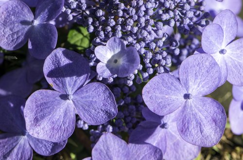 hydrangea  flowers  summer