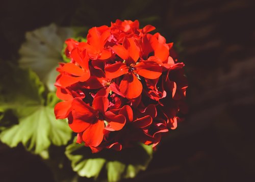 hydrangea  flower  red