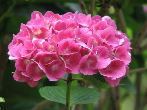 hydrangea bloom grow