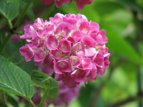 hydrangea bloom grow