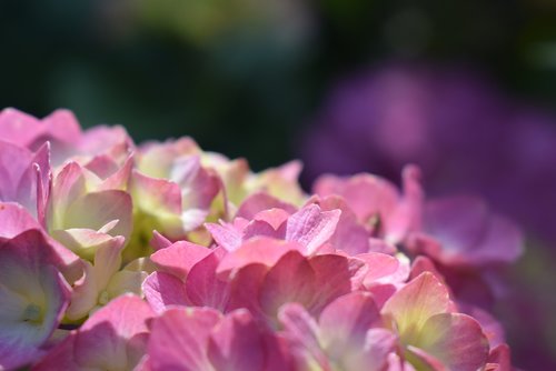 hydrangea  blossom  bloom