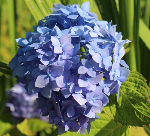 hydrangea blossom bloom