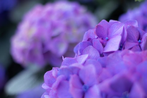 hydrangea  purple  flower