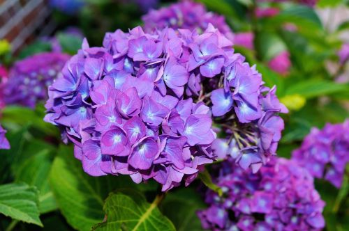 hydrangea flowers purple