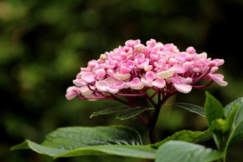 hydrangea  flower  pink