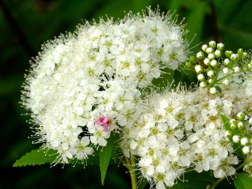 hydrangea kamakura white