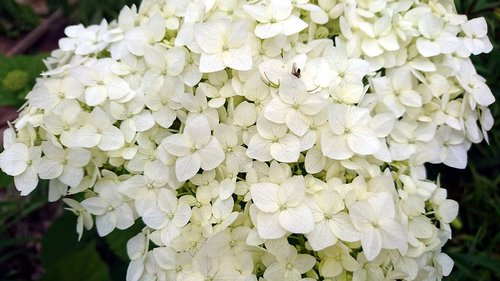 hydrangea  white hydrangea  flowers