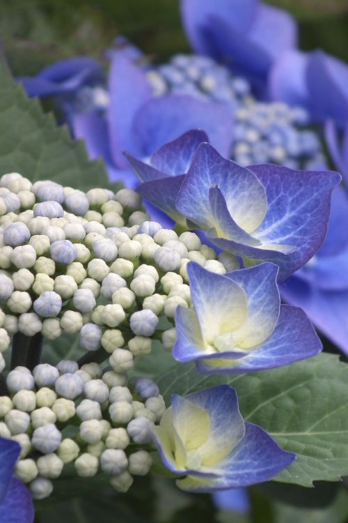 hydrangea blue blossom