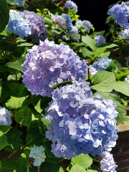 hydrangea  blue  purple