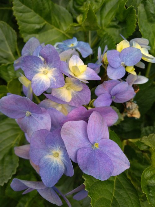 hydrangea  flower  nature