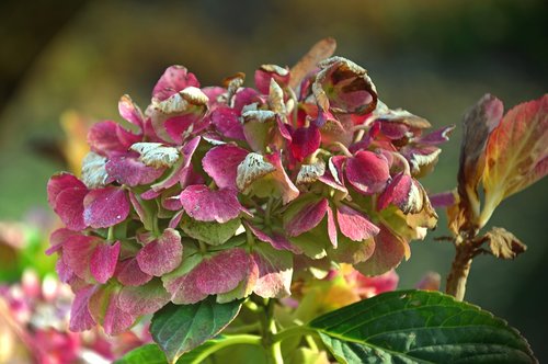 hydrangea  blossom  bloom