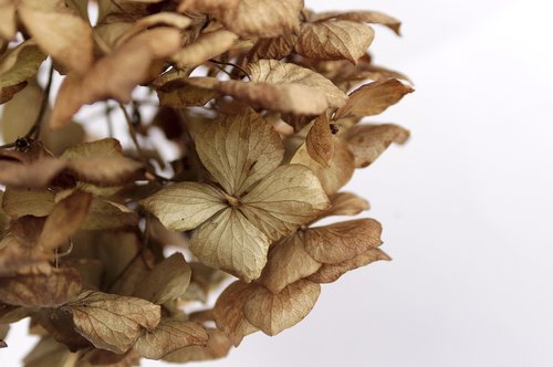 hydrangea  dead  flowers