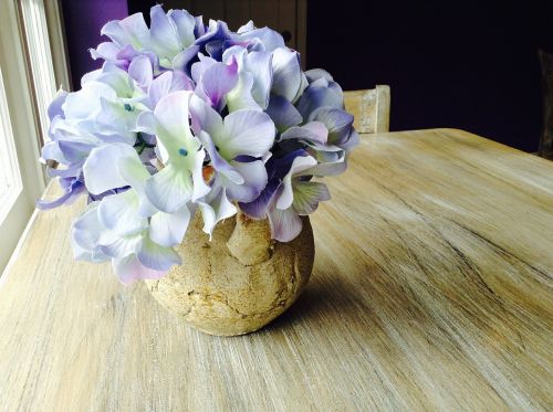 hydrangea purple flowers