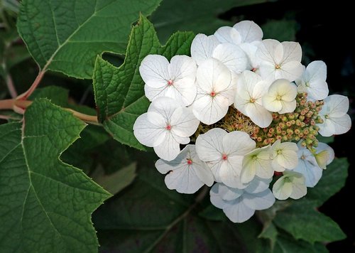 hydrangea  white  flower