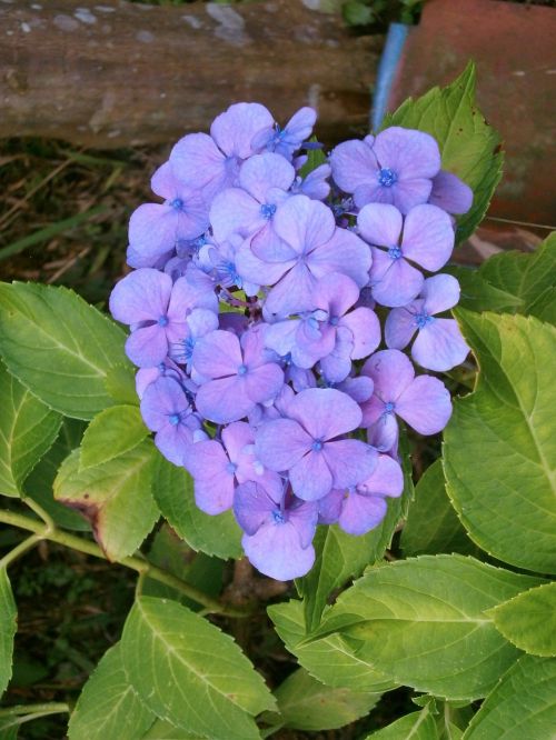 hydrangea purple flowers