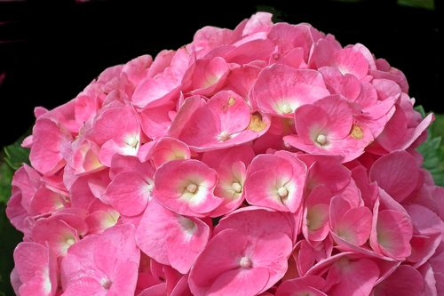 hydrangea  flowers  pink