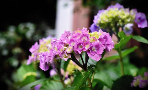 hydrangea  hydrangea flower  flower