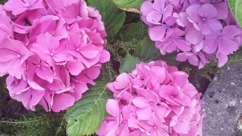 hydrangea colorful pink