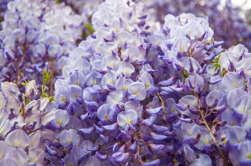 hydrangea  flower  blossom