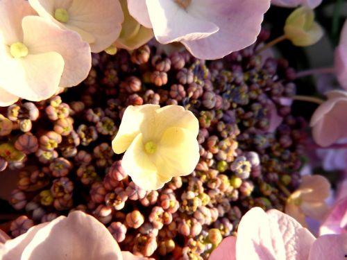 hydrangea flower blossom