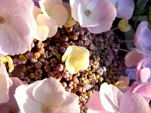 hydrangea flower blossom