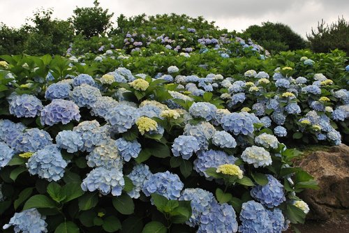 hydrangea  flower garden  flowers