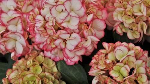 hydrangea  flourishing  decorative