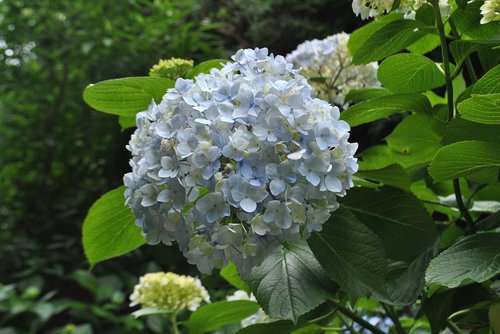 hydrangea  cyan light blue  plants