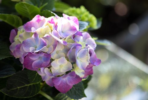 hydrangea  flower  plant