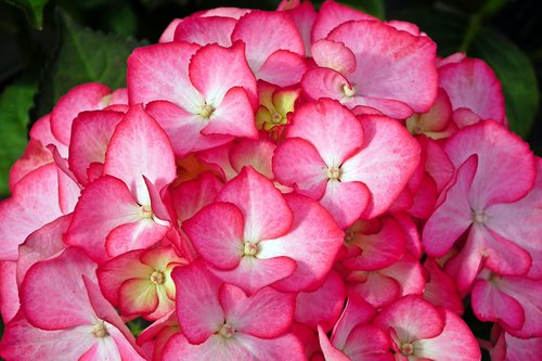 hydrangea  flower  color