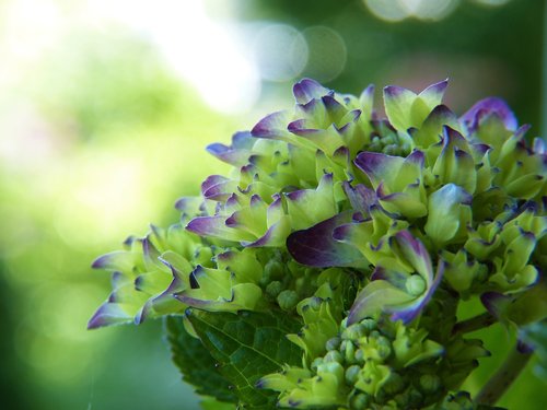 hydrangea  blue  blossom