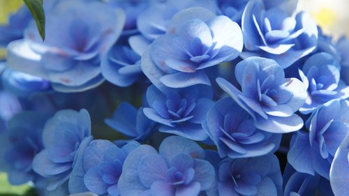 hydrangea  blue flowers  flower
